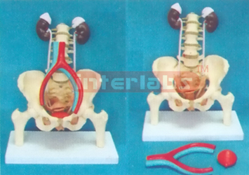 FEMALE MUSCULAR, INNER ORGENS,THECA ,KIDNEY, ARTERY VEIN CAVA IN FERIOR IN PELVIS MODEL